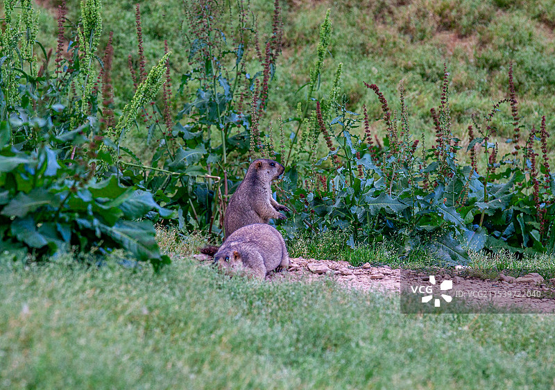 旱獭 草原上的土拨鼠图片素材