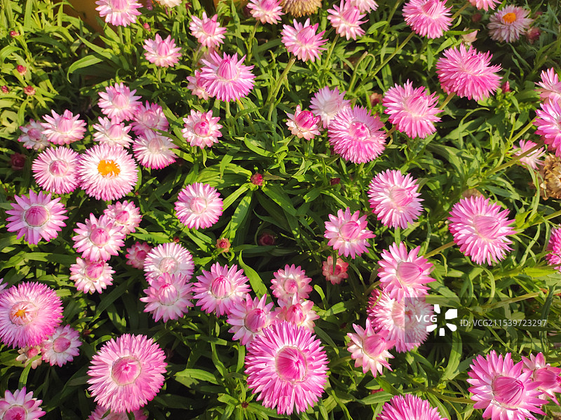 粉色菊花图片素材