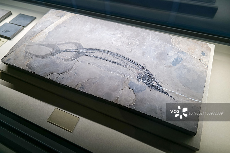 长奇鳍中华龙鱼 中三叠世 云南罗平出土 山东博物馆“山东龙-穿越白垩纪”展图片素材