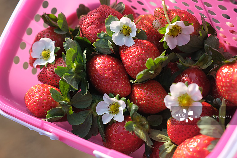 冬日采摘草莓图片素材