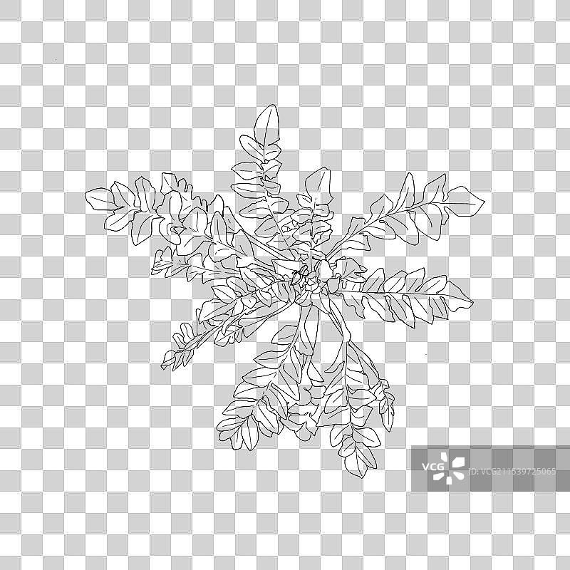 荠菜图片素材