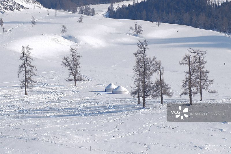 雪与树图片素材