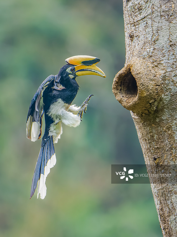 冠斑犀鸟图片素材