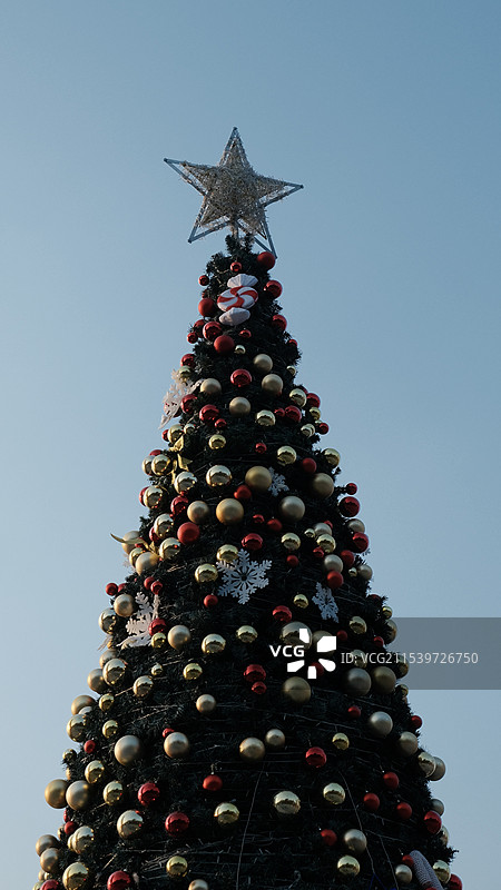 在晴朗的蓝天下俯瞰圣诞树图片素材