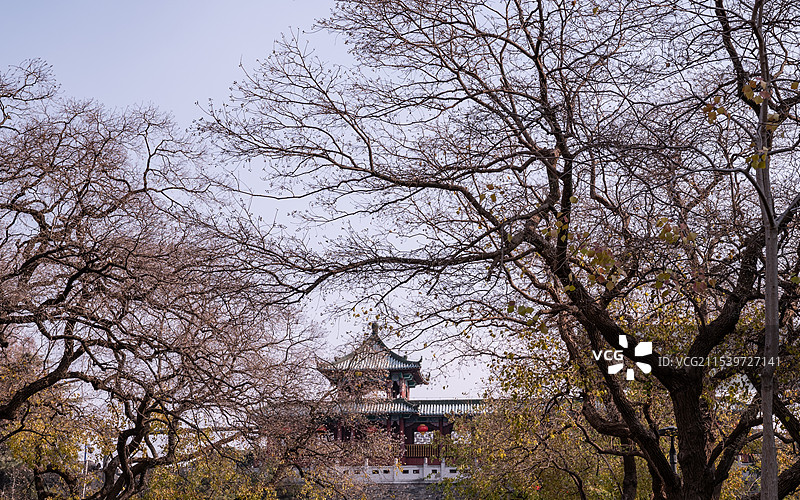 枯树后的玄武门图片素材