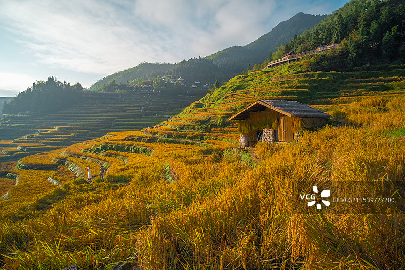 阳光照耀下的梯田美景图片素材