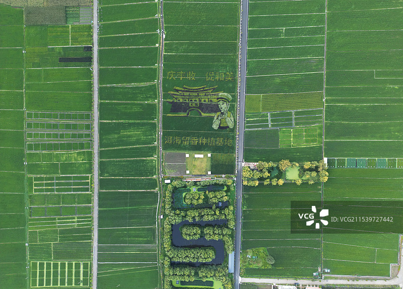 大理洱海稻田图片素材