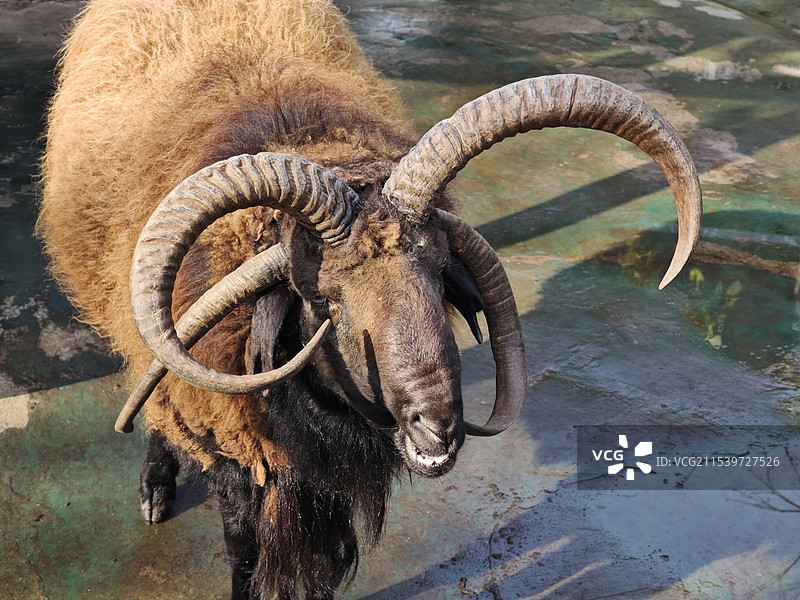 四角羊动物犄角特写图片素材