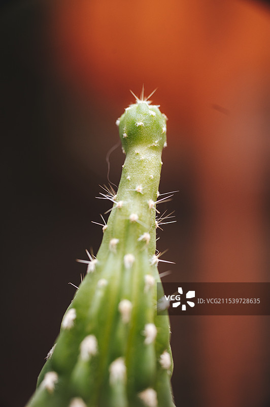 可可爱爱微微聚聚图片素材