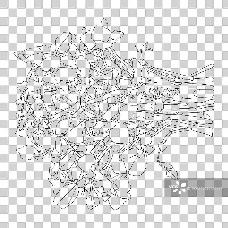 西洋菜图片素材