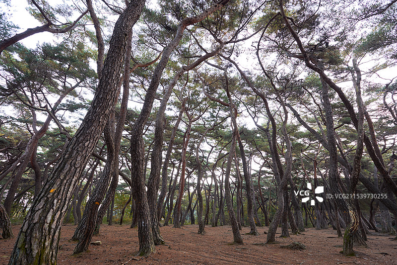 韩国红松，松树林，自然风光图片素材