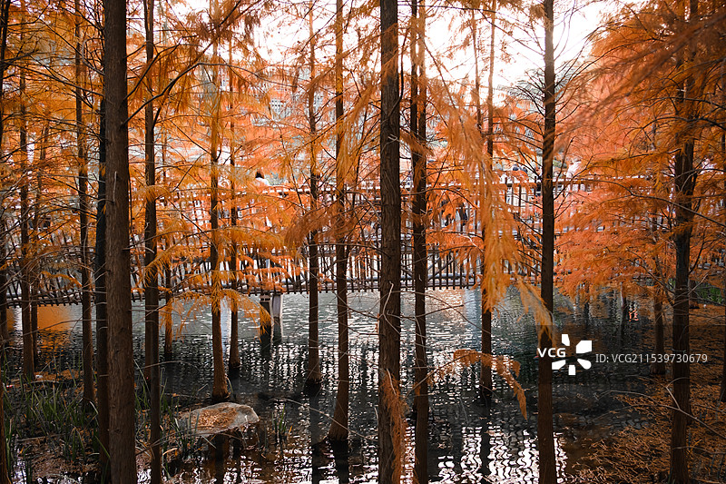 福道水杉-水面图片素材