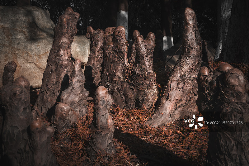 在黑暗中向上生长的红杉树根们图片素材