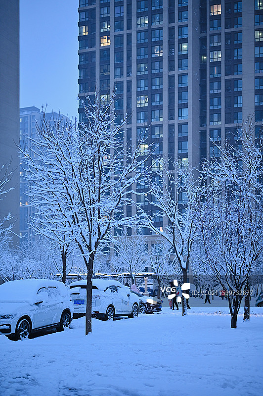 一场大雪之后树枝上落满雪的树图片素材