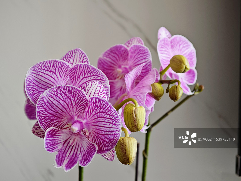 过年前的蝴蝶兰图片素材