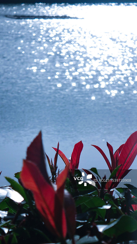 波光粼粼的水面 湖边红色的花束图片素材