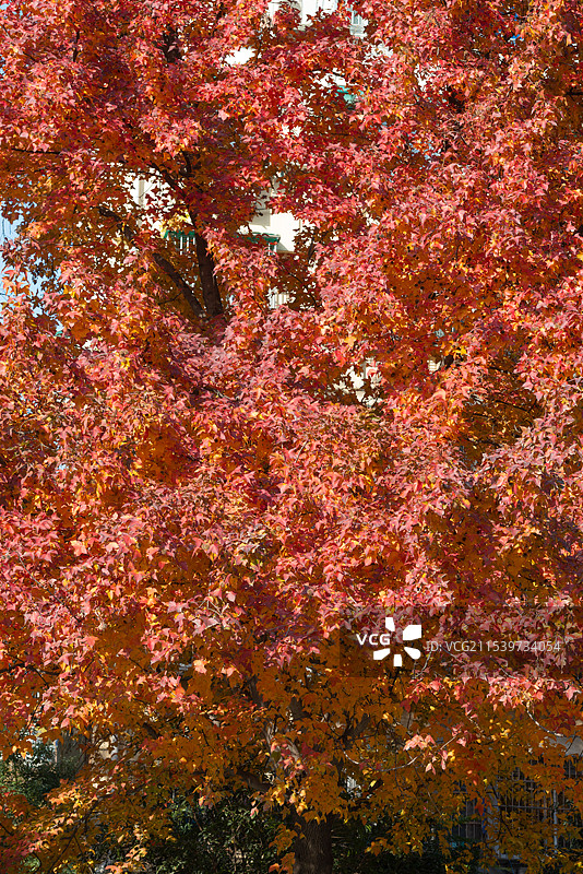 2024年12月31日浙江杭州深冬最后的红枫风景图片素材