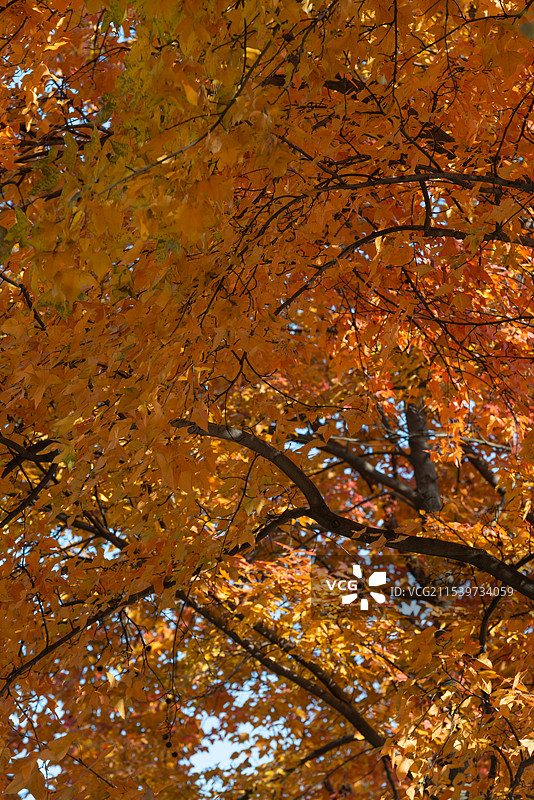 2024年12月31日浙江杭州深冬最后的红枫风景图片素材
