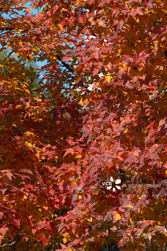 2024年12月31日浙江杭州深冬最后的红枫风景图片素材