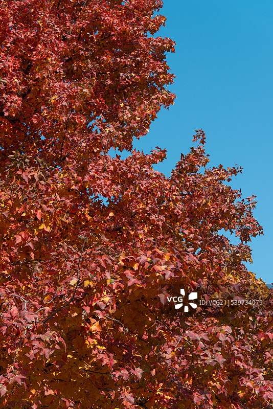 2024年12月31日浙江杭州深冬最后的红枫风景图片素材