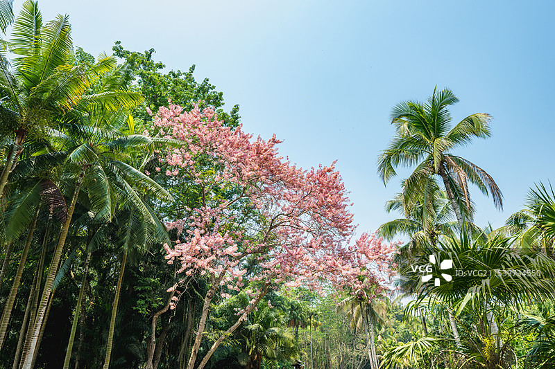 西双版纳植物园图片素材