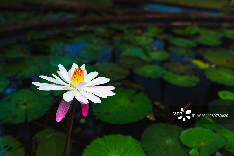 云南西双版纳勐景来景区池塘中的莲花图片素材