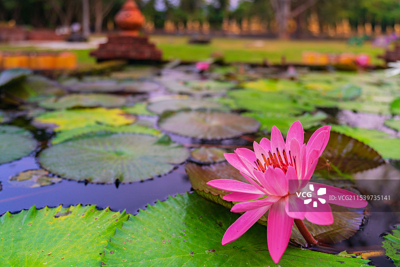 云南西双版纳勐景来景区池塘中的莲花图片素材