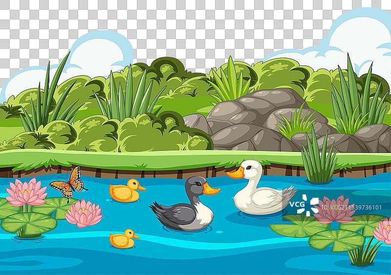 宁静池塘中的鸭子图片素材