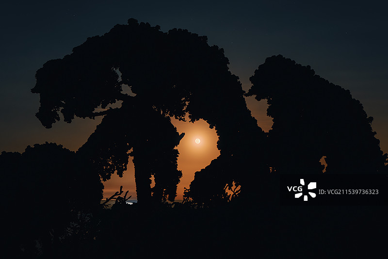 安吉桐杭岗树林夜空月出雪景雾凇圆月图片素材