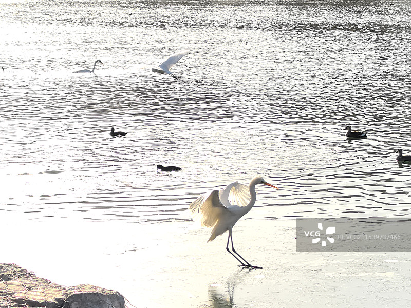 太原汾河野生白鹭图片素材