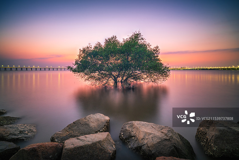 落日孤树图片素材