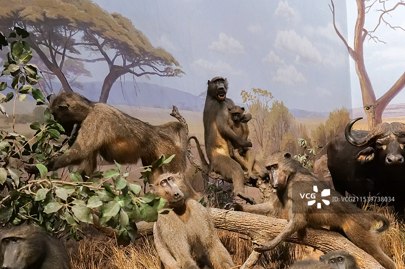 豚尾狒狒 山东博物馆“非洲野生动物大迁徙展”-旱季的塞伦盖蒂草原图片素材