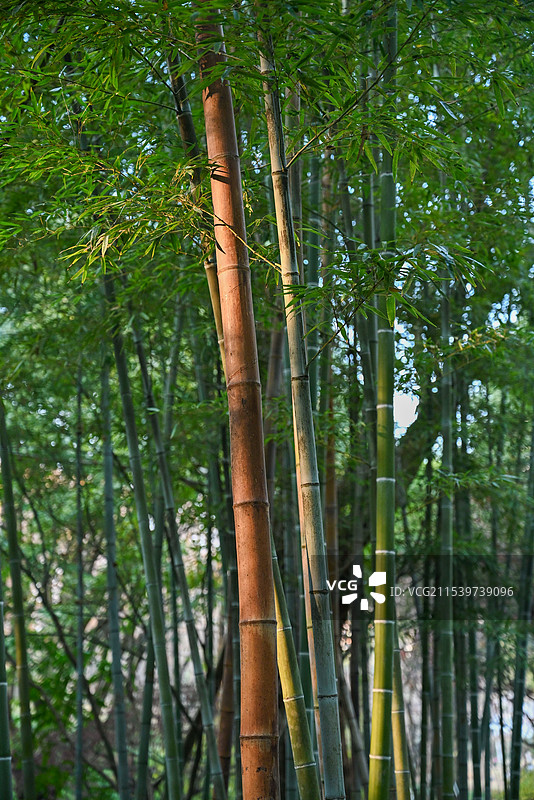 成都红石公园竹林图片素材
