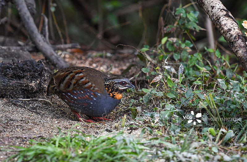 鸟类摄影，红喉山鹧鸪图片素材
