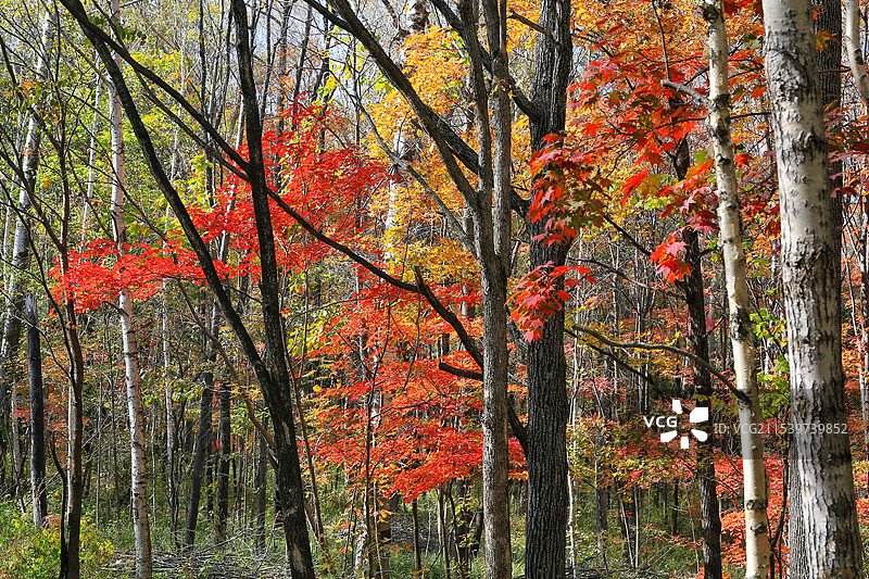靖宇林区秋天的自然风光图片素材