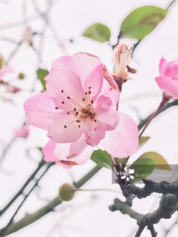 君子兰花簇图片素材