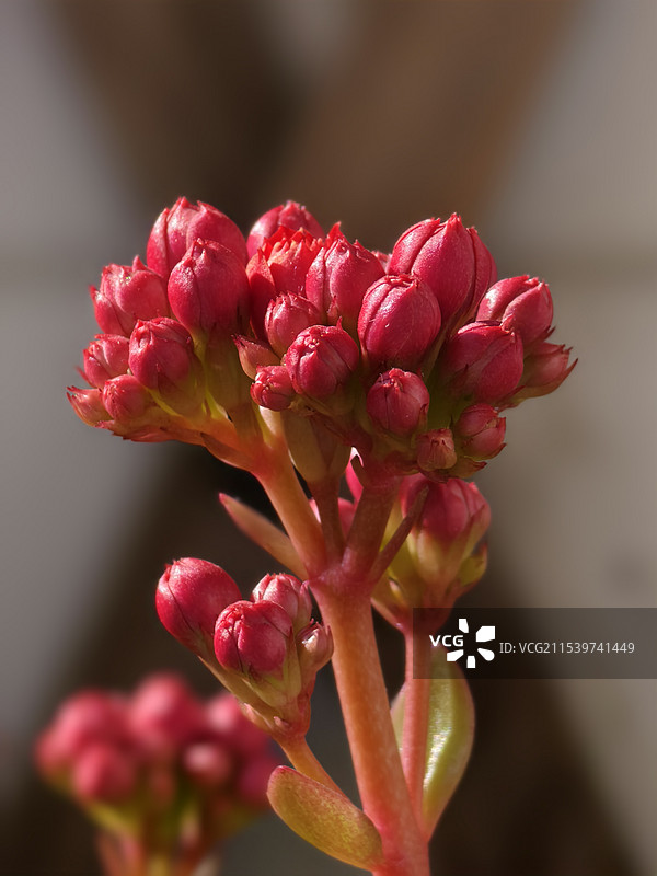 红色长寿花特写图片素材