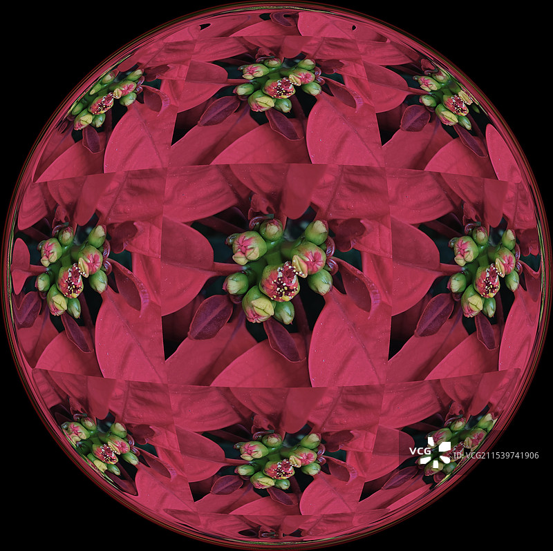 一品红.特效图片素材