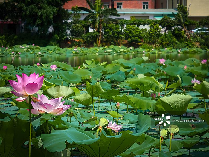 荔香湿地公园莲池荷花图片素材
