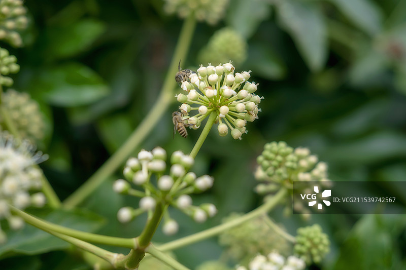 八角金盘的花与果实图片素材