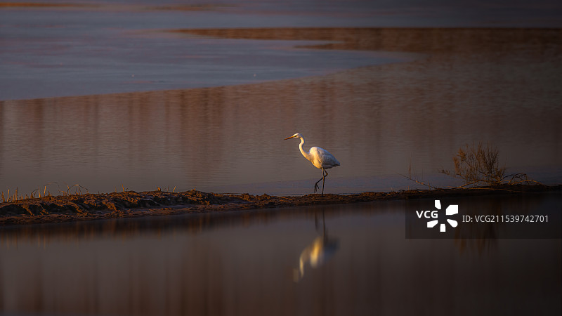 东方白鹳图片素材