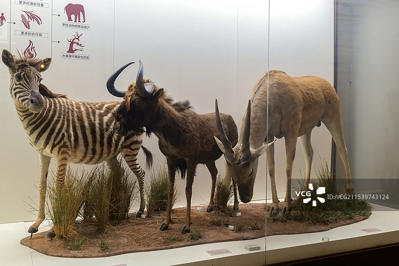 斑马、角马、伊兰羚羊 山东博物馆“非洲野生动物大迁徙展”图片素材