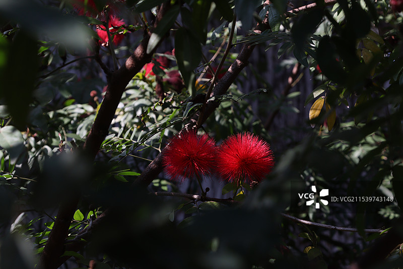 朱缨花图片素材