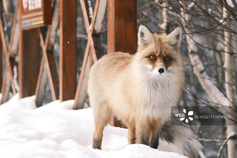 雪地里的狐狸图片素材