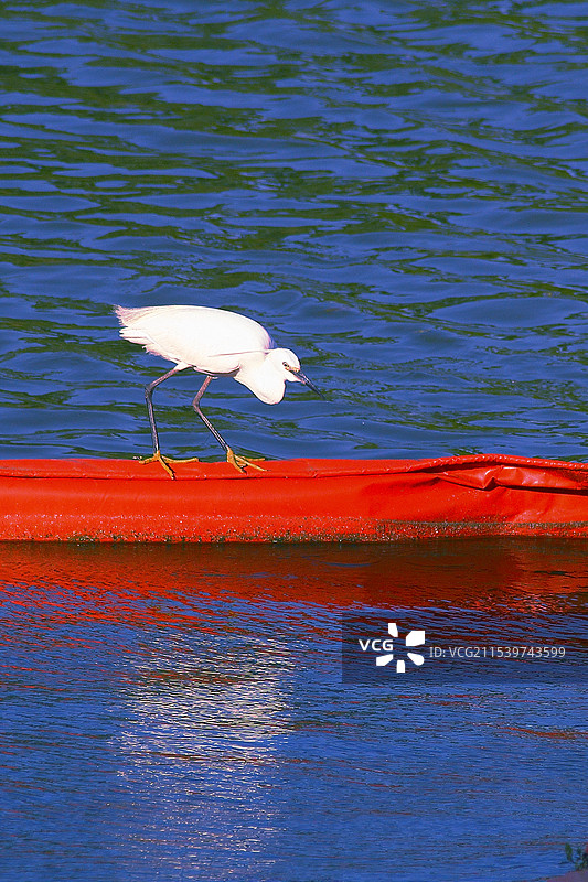 觅食的白鹭——新的一年关于后期dpp调色的一些想法图片素材