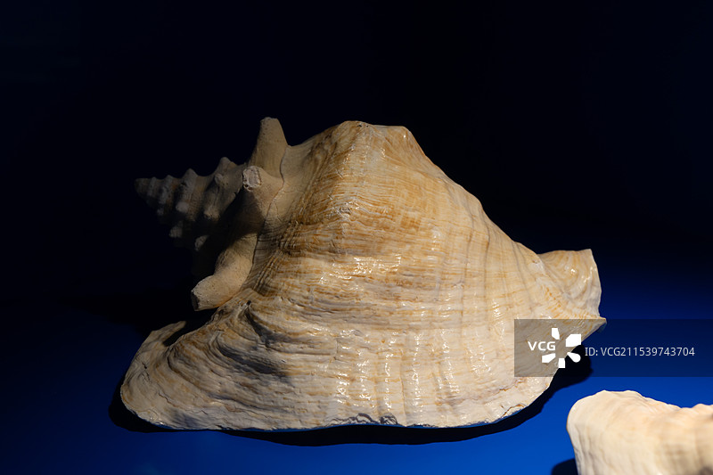 女王凤凰螺图片素材