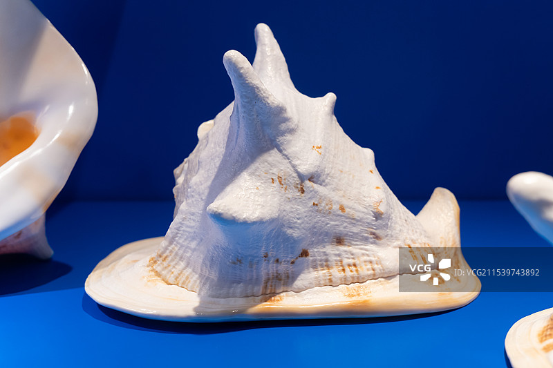 唐冠螺图片素材