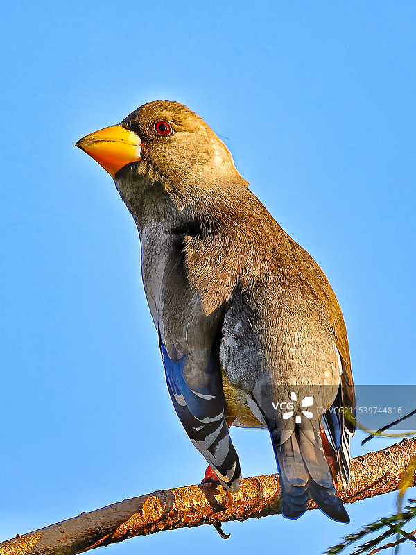 蜡嘴雀图片素材