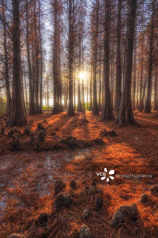 昆明王官湿地公园水杉图片素材