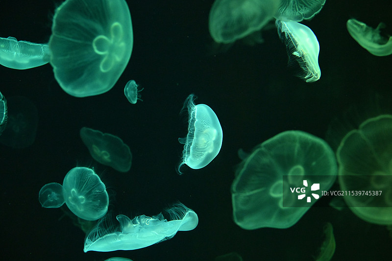 梦幻 水母 特写图片素材
